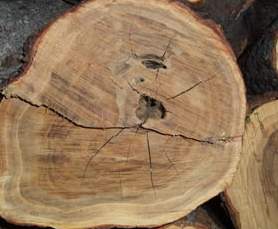 チャンダン（白檀・サンダルウッド）