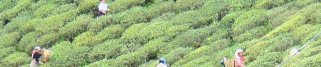 ダージリン・ホワイトティー