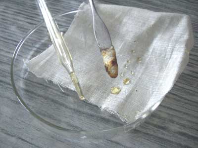 蜂蜜（はちみつ）