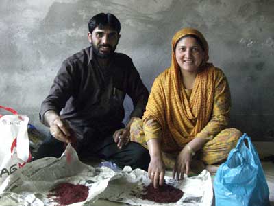 サフランと、サフラン栽培農家