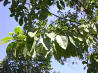 チャンダン（白檀・サンダルウッド）