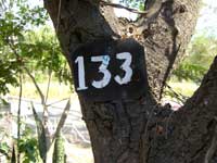 チャンダン（白檀・サンダルウッド）